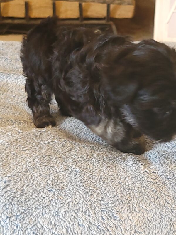 Polly's Female #3 Born 4/1/25 $2275  is on his way home to Kentucky with Kelly! - Image 39