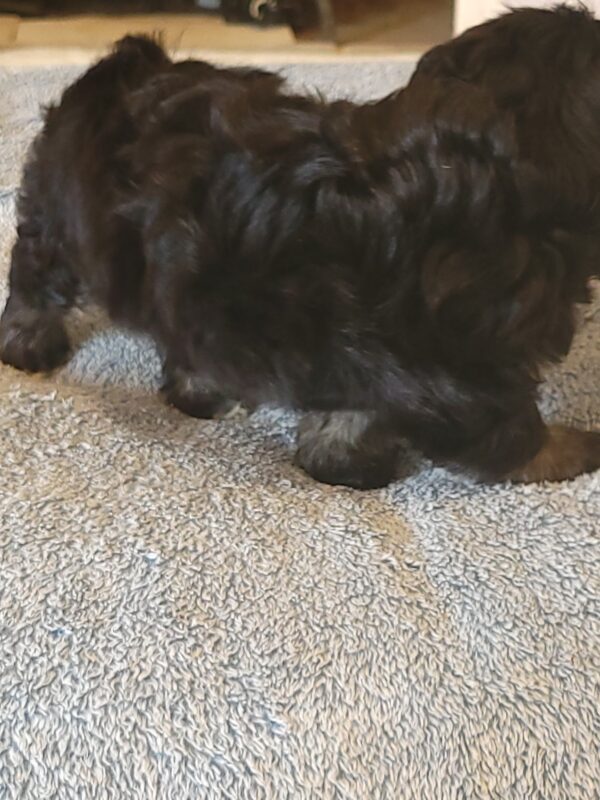 Polly's Female #3 Born 4/1/25 $2275  is on his way home to Kentucky with Kelly! - Image 40