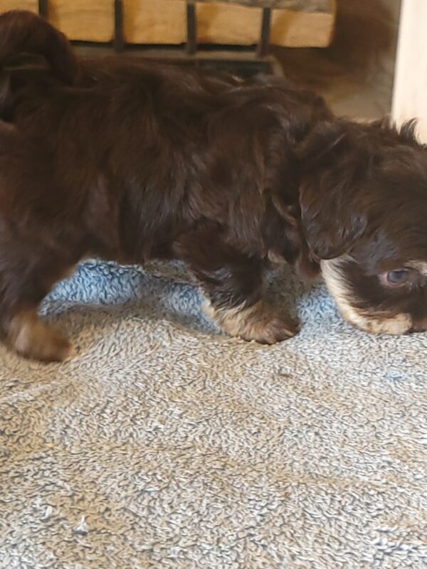 Polly's Male #2 Born 4/1/25 $2275 - Image 17