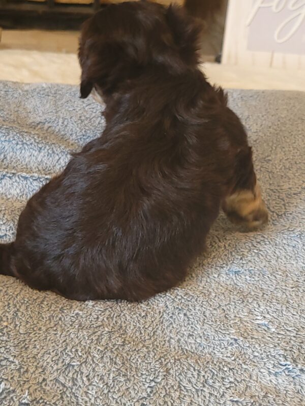 Polly's Male #2 Born 4/1/25 $2275 - Image 18