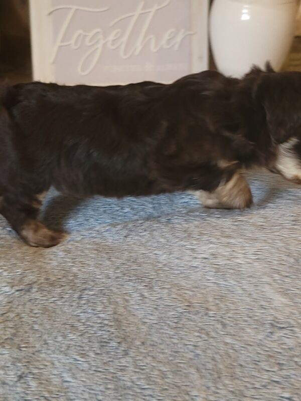 Polly's Male #2 Born 4/1/25 $2275 - Image 19
