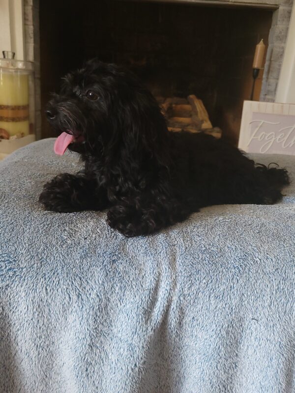 Luna's Female #1 Born 4-5-24 $2,275 "Frankie" is on her way home to North Carolina with Dina! - Image 12