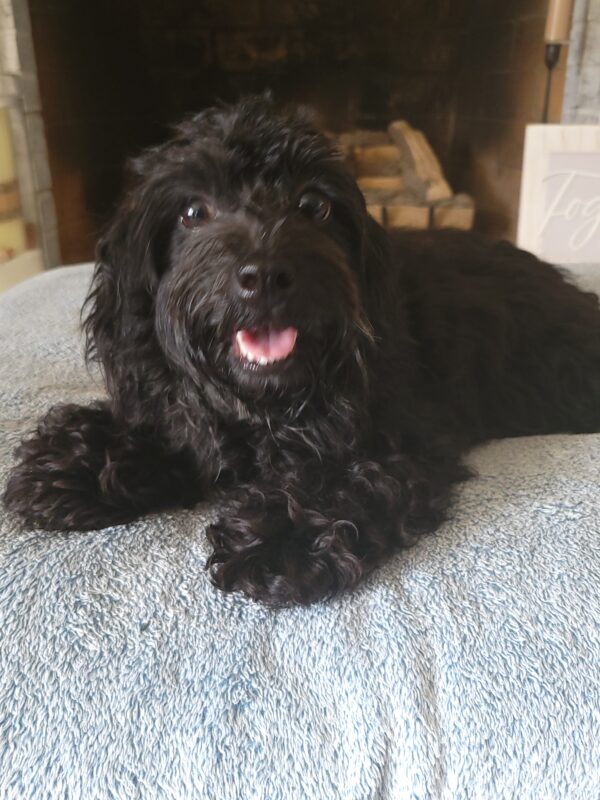 Luna's Female #1 Born 4-5-24 $2,275 "Frankie" is on her way home to North Carolina with Dina!