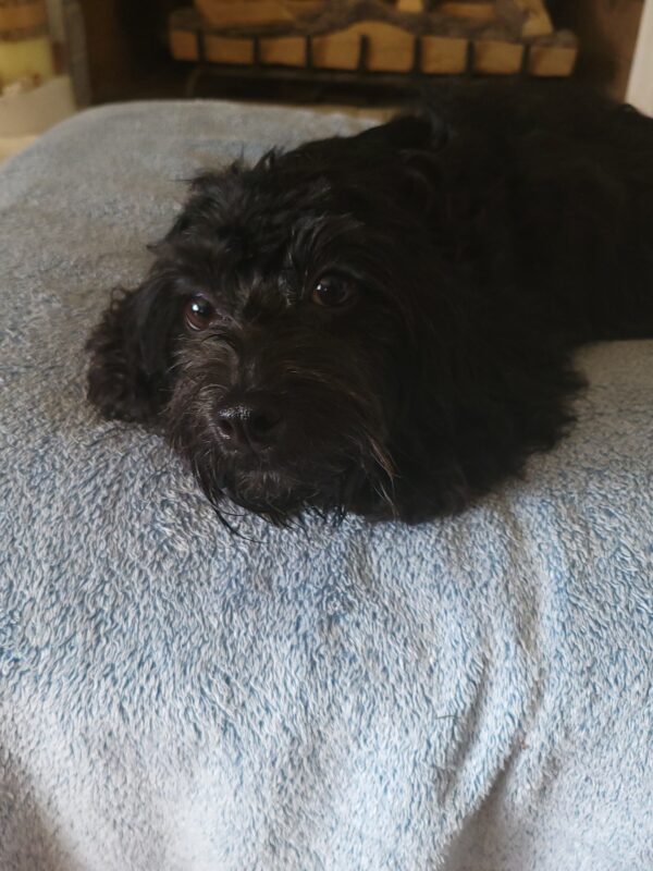 Luna's Female #1 Born 4-5-24 $2,275 "Frankie" is on her way home to North Carolina with Dina! - Image 16