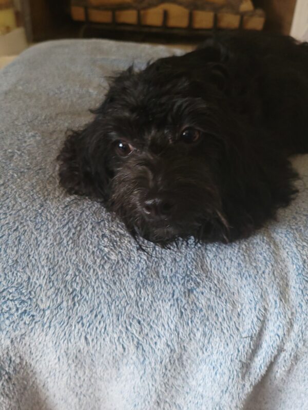Luna's Female #1 Born 4-5-24 $2,275 "Frankie" is on her way home to North Carolina with Dina! - Image 17
