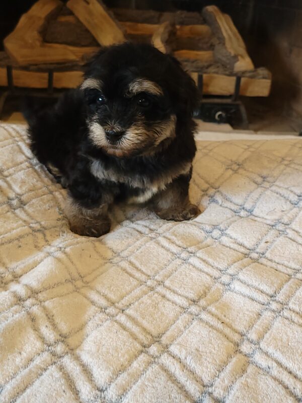 Sadie's Female #1 Born 4/21/25 $2575 is on her way home with Nicole & Ryan in Iowa! - Image 51