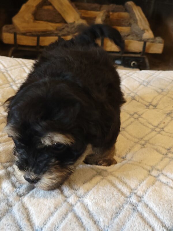 Sadie's Female #1 Born 4/21/25 $2575 is on her way home with Nicole & Ryan in Iowa! - Image 49