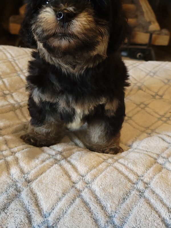 Sadie's Female #1 Born 4/21/25 $2575 is on her way home with Nicole & Ryan in Iowa! - Image 48