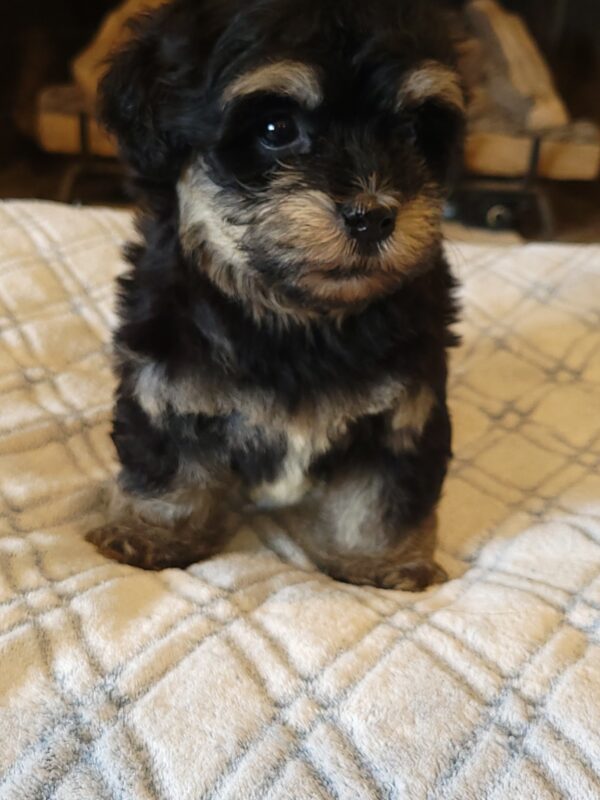 Sadie's Female #1 Born 4/21/25 $2575 is on her way home with Nicole & Ryan in Iowa! - Image 47