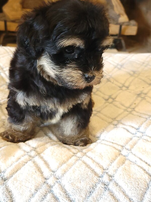 Sadie's Female #1 Born 4/21/25 $2575 is on her way home with Nicole & Ryan in Iowa! - Image 46