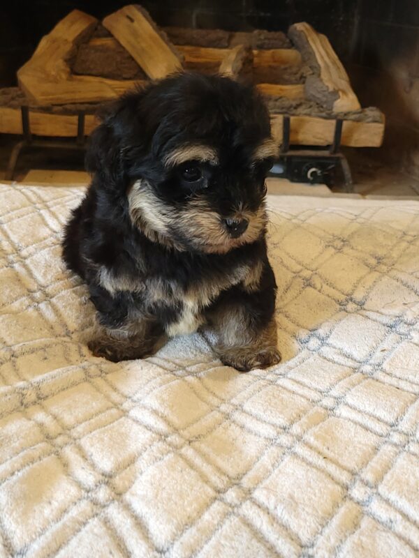 Sadie's Female #1 Born 4/21/25 $2575 is on her way home with Nicole & Ryan in Iowa! - Image 45
