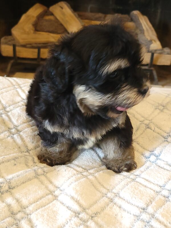 Sadie's Female #1 Born 4/21/25 $2575 is on her way home with Nicole & Ryan in Iowa! - Image 44