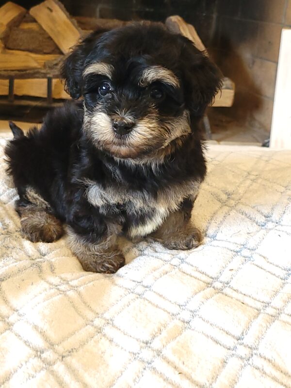 Sadie's Female #1 Born 4/21/25 $2575 is on her way home with Nicole & Ryan in Iowa! - Image 42