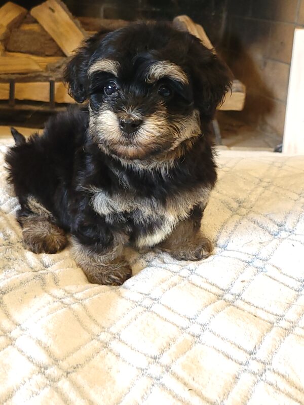 Sadie's Female #1 Born 4/21/25 $2575 is on her way home with Nicole & Ryan in Iowa! - Image 41