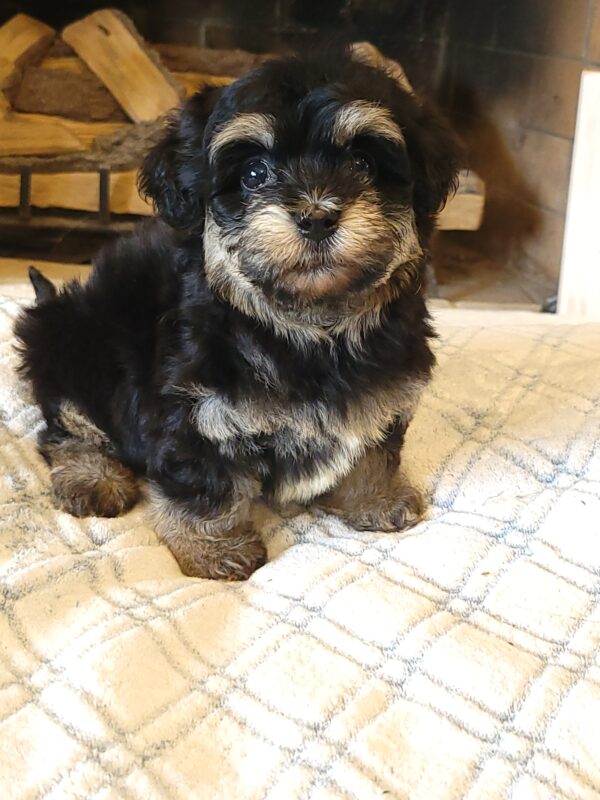 Sadie's Female #1 Born 4/21/25 $2575 is on her way home with Nicole & Ryan in Iowa! - Image 40