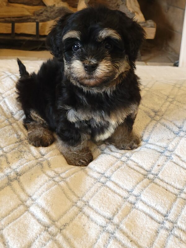 Sadie's Female #1 Born 4/21/25 $2575 is on her way home with Nicole & Ryan in Iowa! - Image 39