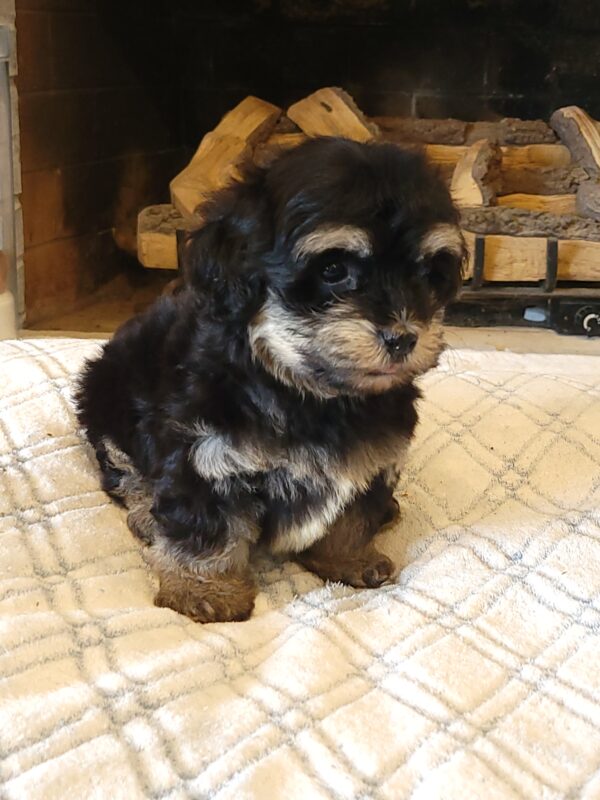 Sadie's Female #1 Born 4/21/25 $2575 is on her way home with Nicole & Ryan in Iowa! - Image 38