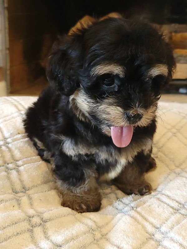 Sadie's Female #1 Born 4/21/25 $2575 is on her way home with Nicole & Ryan in Iowa! - Image 37