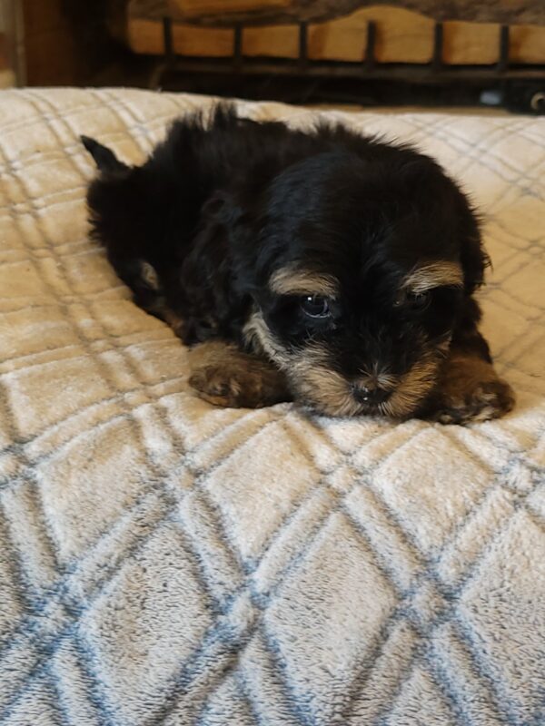 Sadie's Female #1 Born 4/21/25 $2575 is on her way home with Nicole & Ryan in Iowa! - Image 36