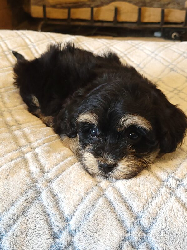 Sadie's Female #1 Born 4/21/25 $2575 is on her way home with Nicole & Ryan in Iowa! - Image 35