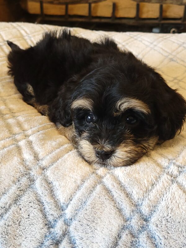 Sadie's Female #1 Born 4/21/25 $2575 is on her way home with Nicole & Ryan in Iowa! - Image 34