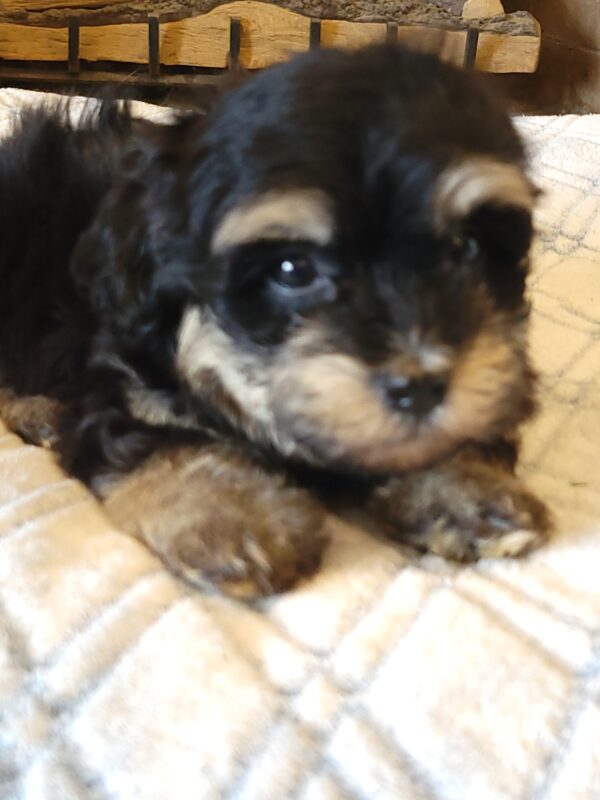 Sadie's Female #1 Born 4/21/25 $2575 is on her way home with Nicole & Ryan in Iowa! - Image 33