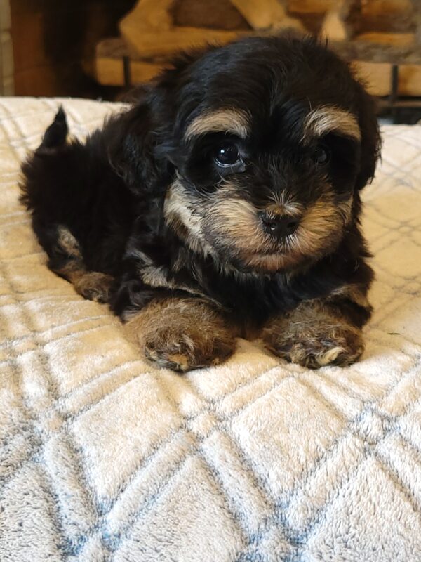 Sadie's Female #1 Born 4/21/25 $2575 is on her way home with Nicole & Ryan in Iowa! - Image 31