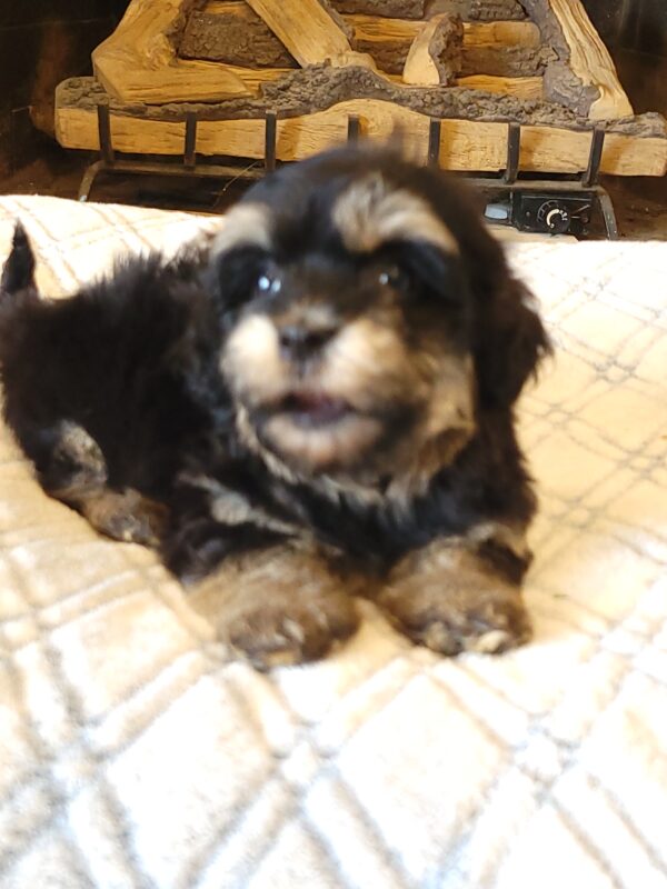 Sadie's Female #1 Born 4/21/25 $2575 is on her way home with Nicole & Ryan in Iowa! - Image 30
