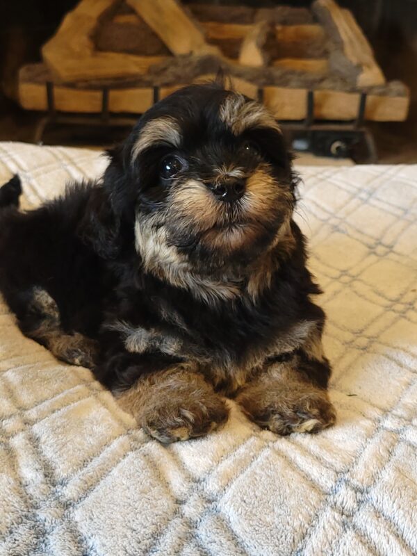 Sadie's Female #1 Born 4/21/25 $2575 is on her way home with Nicole & Ryan in Iowa! - Image 29