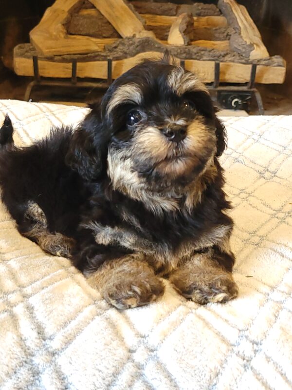 Sadie's Female #1 Born 4/21/25 $2575 is on her way home with Nicole & Ryan in Iowa! - Image 28