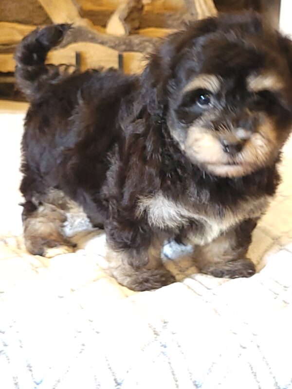 Sadie's Female #1 Born 4/21/25 $2575 is on her way home with Nicole & Ryan in Iowa! - Image 52