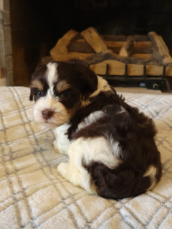 Choco's Female #1 Born 5/5/25 $2575 - Image 18