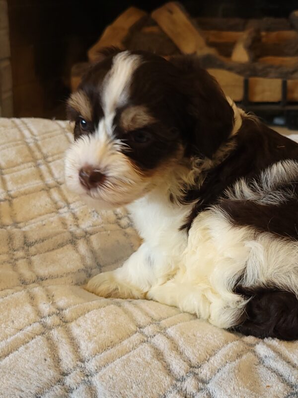 Choco's Female #1 Born 5/5/25 $2575 - Image 19