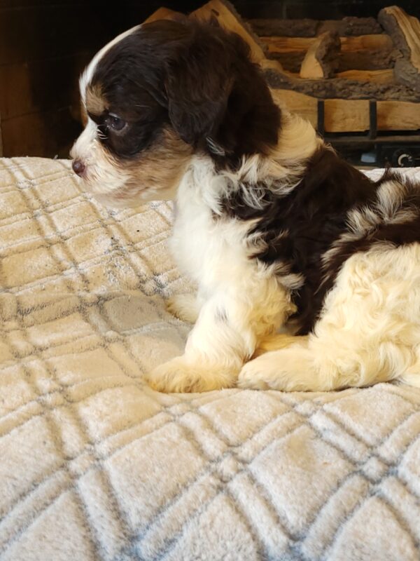 Choco's Female #1 Born 5/5/25 $2575 - Image 20