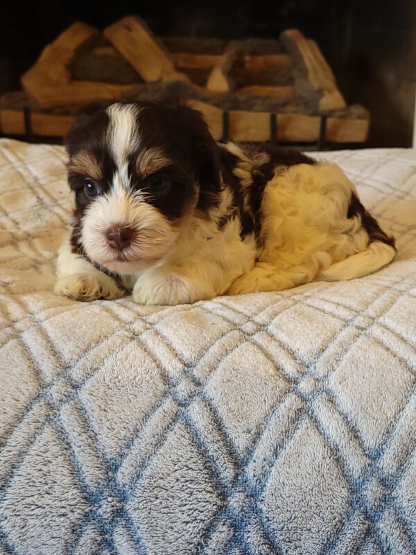 Choco's Female #1 Born 5/5/25 $2575 - Image 21