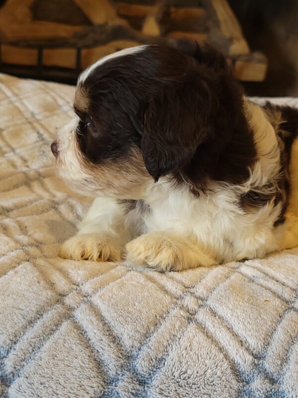 Choco's Female #1 Born 5/5/25 $2575 - Image 22
