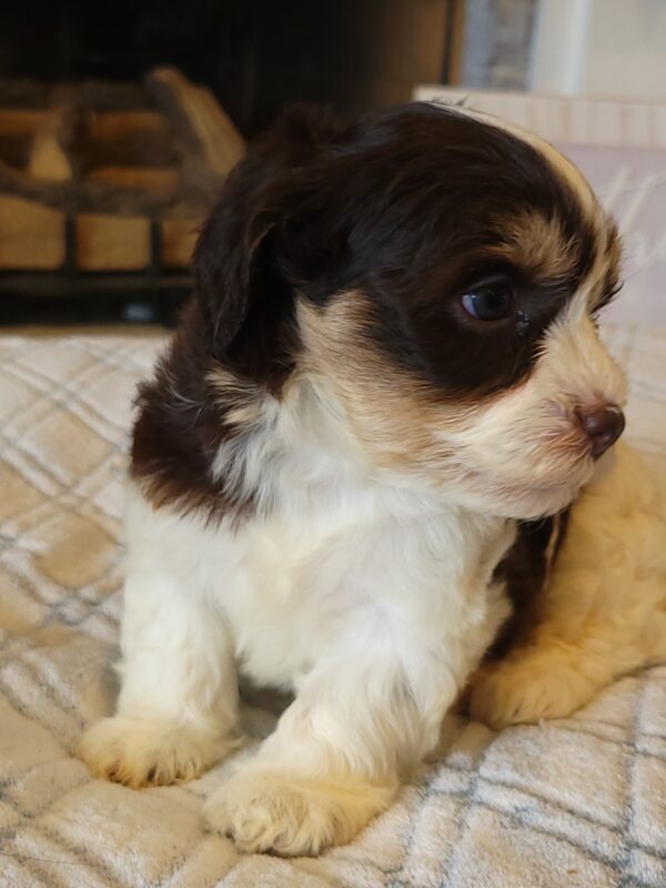 Choco's Female #1 Born 5/5/25 $2575 - Image 23