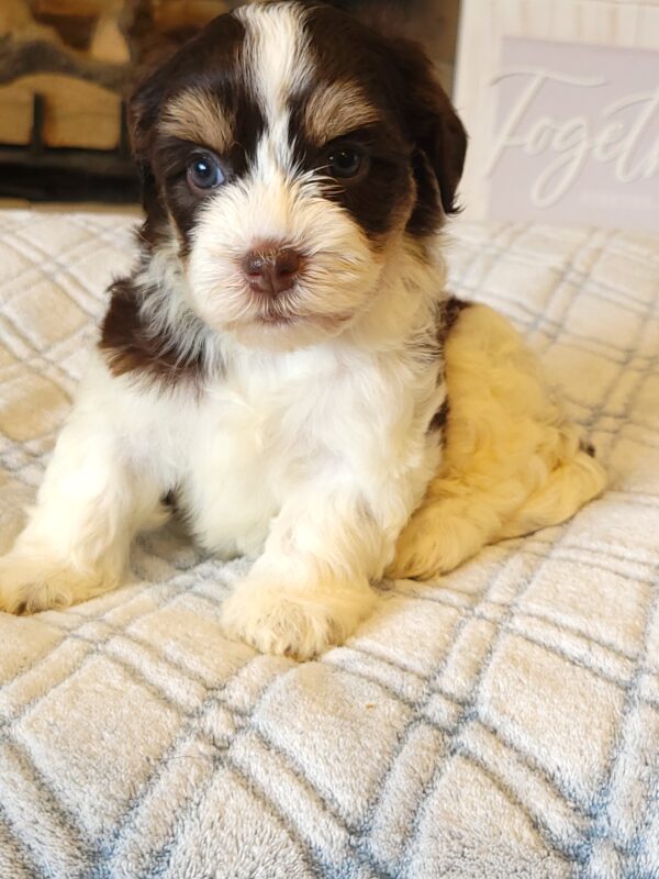 Choco's Female #1 Born 5/5/25 $2575 - Image 25