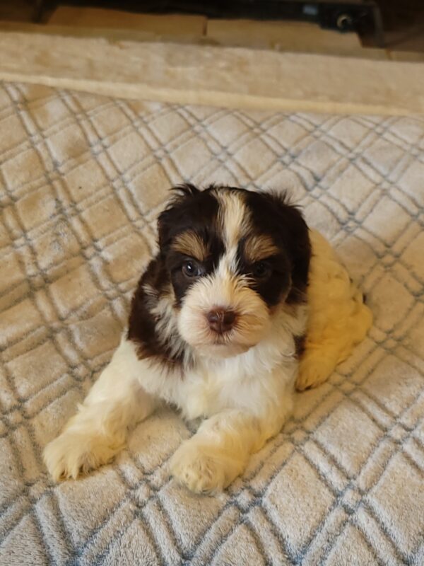 Choco's Female #1 Born 5/5/25 $2575 - Image 27