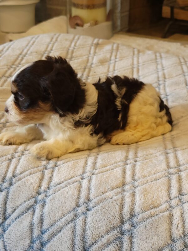 Choco's Female #1 Born 5/5/25 $2575 - Image 28