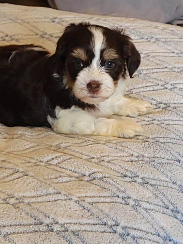 Choco's Female #1 Born 5/5/25 $2575 - Image 29