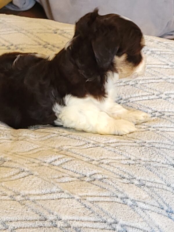 Choco's Female #1 Born 5/5/25 $2575 - Image 30