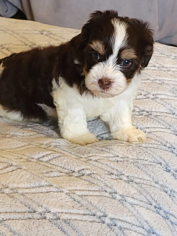 Choco's Female #1 Born 5/5/25 $2575 - Image 31