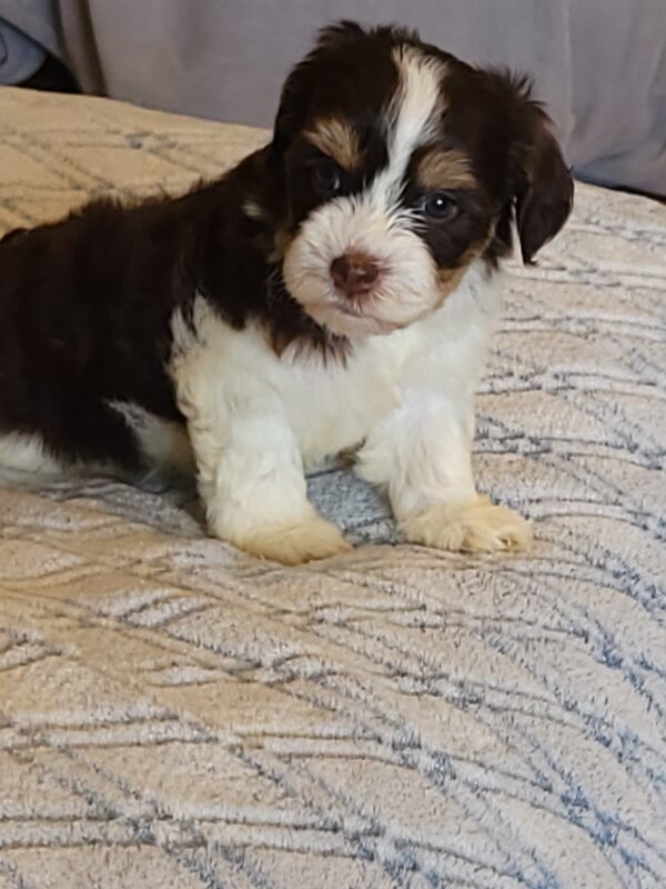 Choco's Female #1 Born 5/5/25 $2575 - Image 32