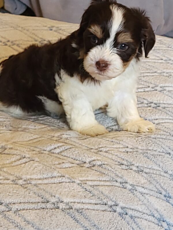 Choco's Female #1 Born 5/5/25 $2575 - Image 33