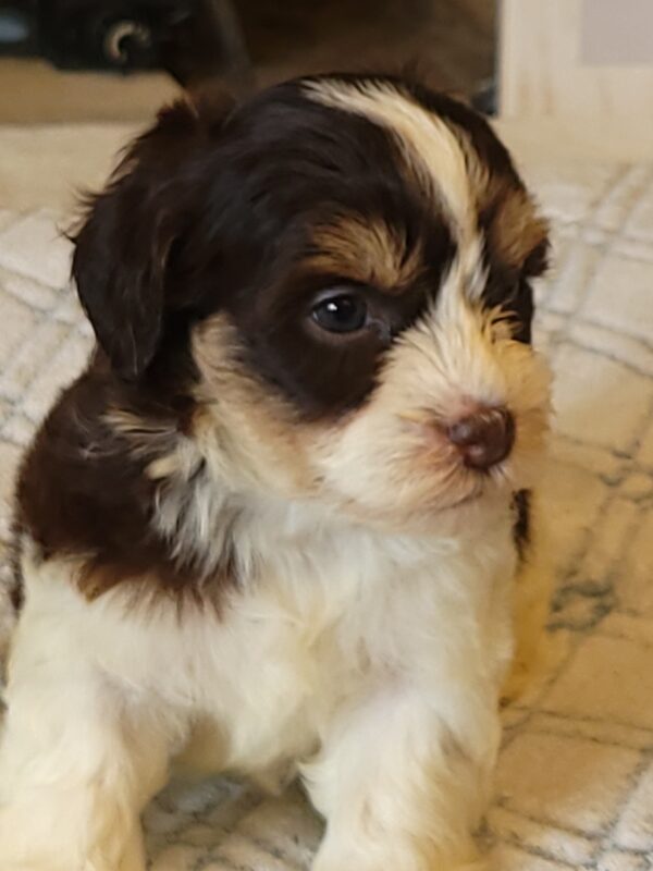 Choco's Female #1 Born 5/5/25 $2575 - Image 34