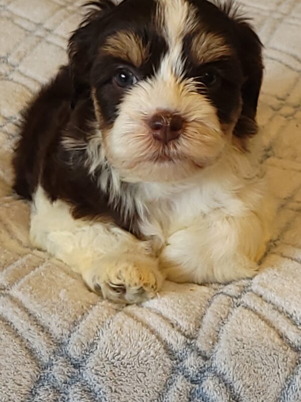 Choco's Female #1 Born 5/5/25 $2575