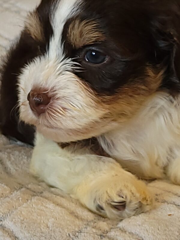 Choco's Female #1 Born 5/5/25 $2575 - Image 36