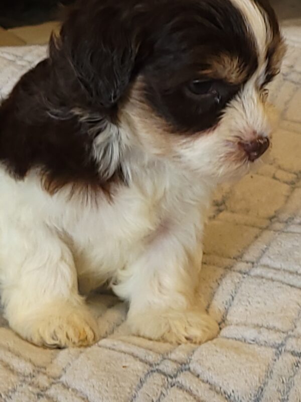 Choco's Female #1 Born 5/5/25 $2575 - Image 37