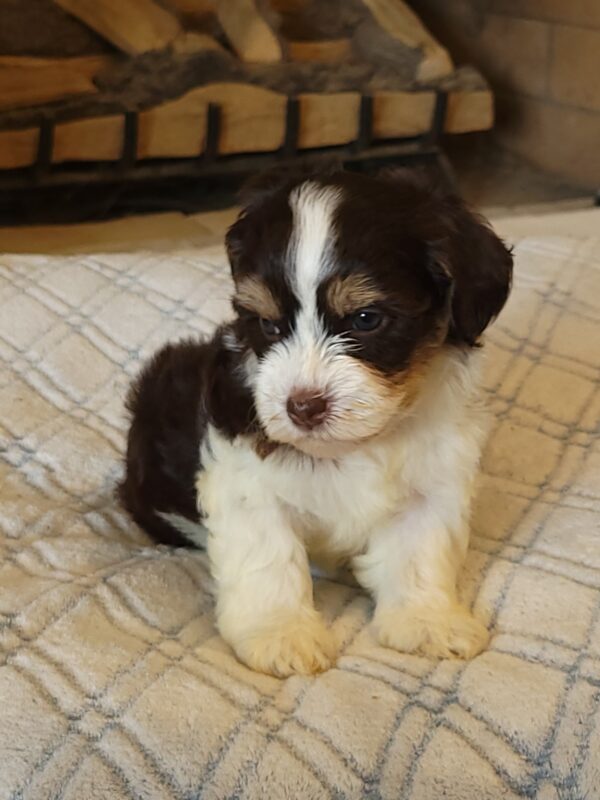 Choco's Female #1 Born 5/5/25 $2575 - Image 38